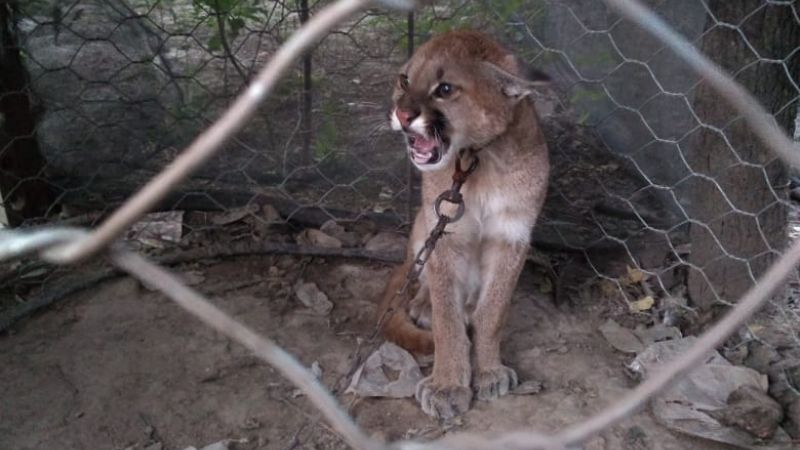 Rescatan a un puma americano que estaba en cautiverio