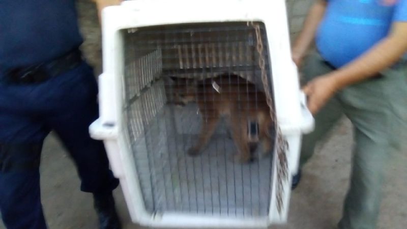Rescatan a un puma americano que estaba en cautiverio