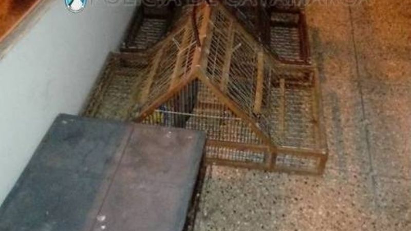 Trasladaba aves canoras, jaulas y tramperas