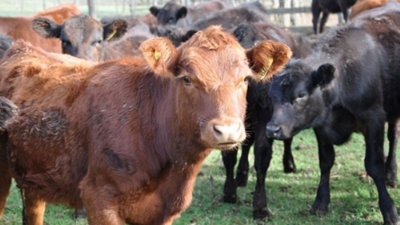 Nuevos aranceles para marcas y señales ganaderas