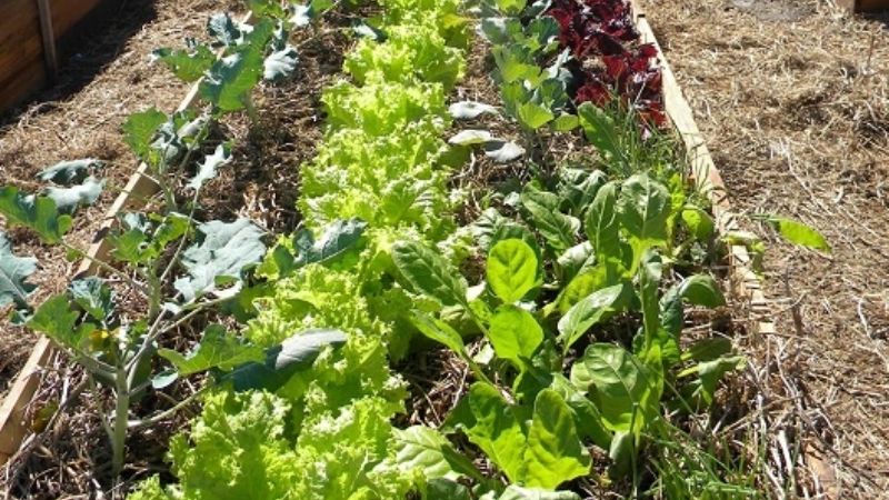 Siembran hortalizas de temporada