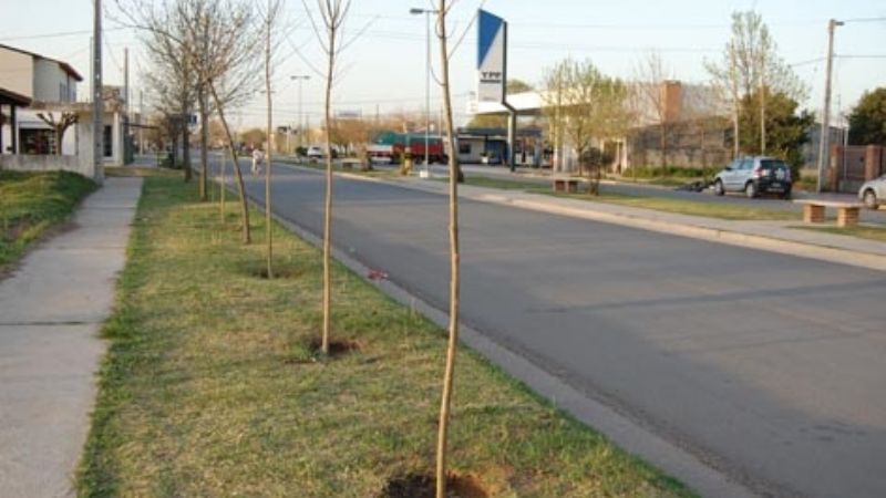 Lanzan un nuevo plan regulador forestal urbano