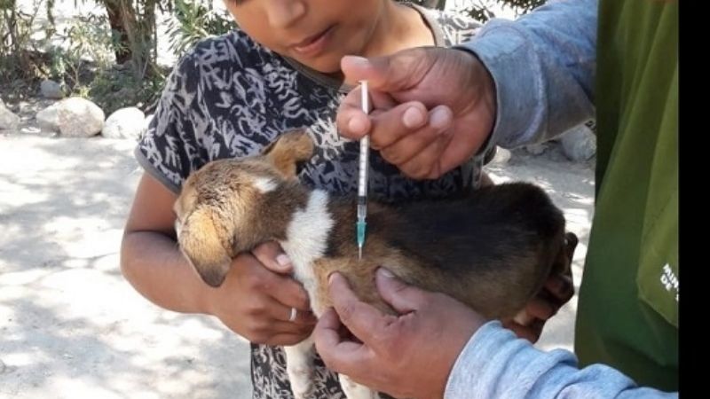 Vacunaron y desparasitaron a 350 mascotas en Siján