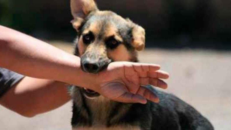 Mujeres fueron atacadas por perros
