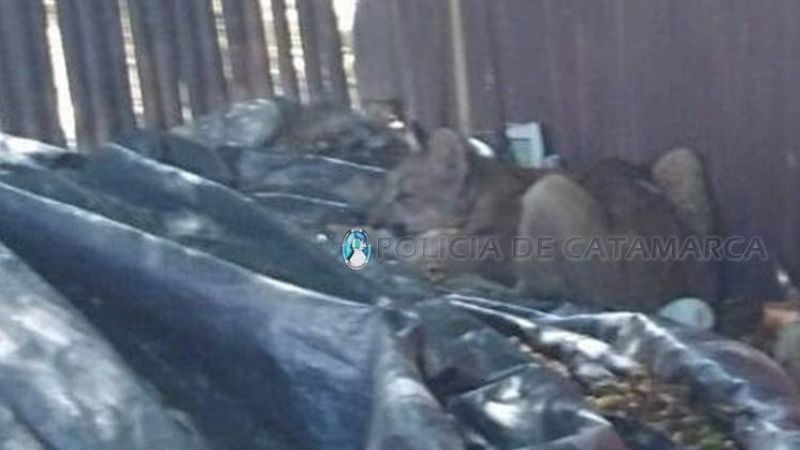 Encontró un puma en el fondo de su casa