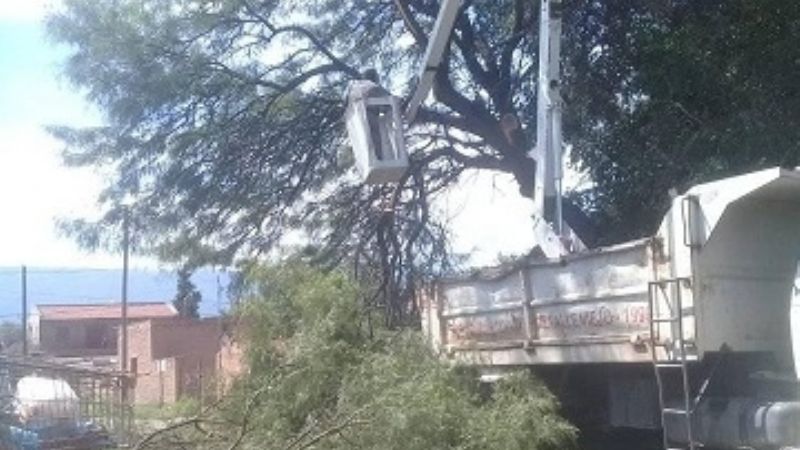 Malestar de vecinos en Valle Viejo, por poda de árboles