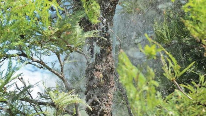 Estupor por la proliferación de arañas carnívoras en el interior santiagueño