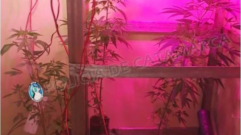Denuncia por “grooming” terminó con el secuestro de 10 plantas de marihuana