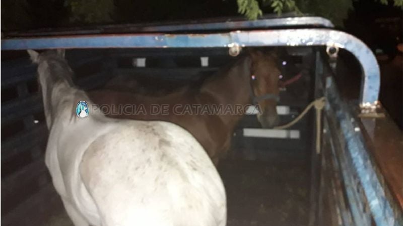 Secuestran animales sueltos en la Circunvalación
