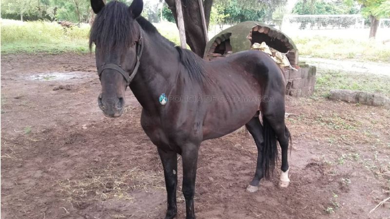 Secuestran un animal suelto en Valle Viejo