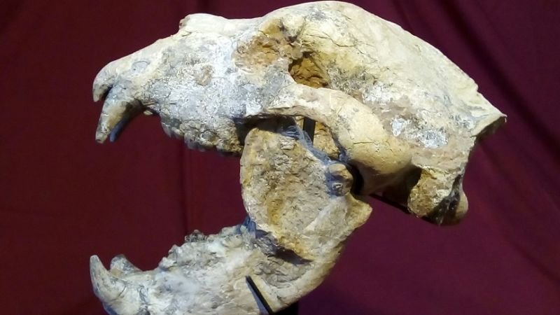 Descubren un oso gigante de 700 mil años de antigüedad en San Pedro