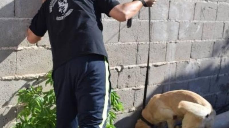 En operativo antidroga, detienen a mujer con prisión domiciliaria