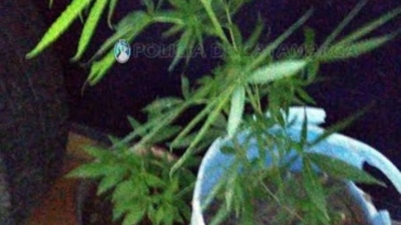 Secuestran una planta de marihuana en Valle Viejo