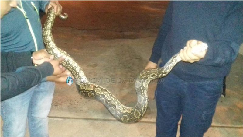 Encontraron una lampalagua en el club Parque Daza