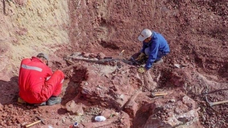 Hallaron en Argentina una nueva especie de dinosaurio hervíboro