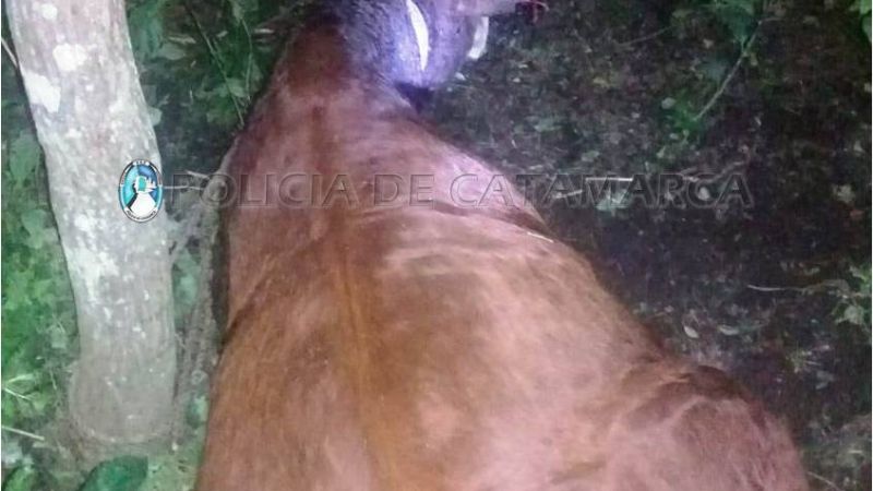 Robó una vaca y la dejó atada en el campo