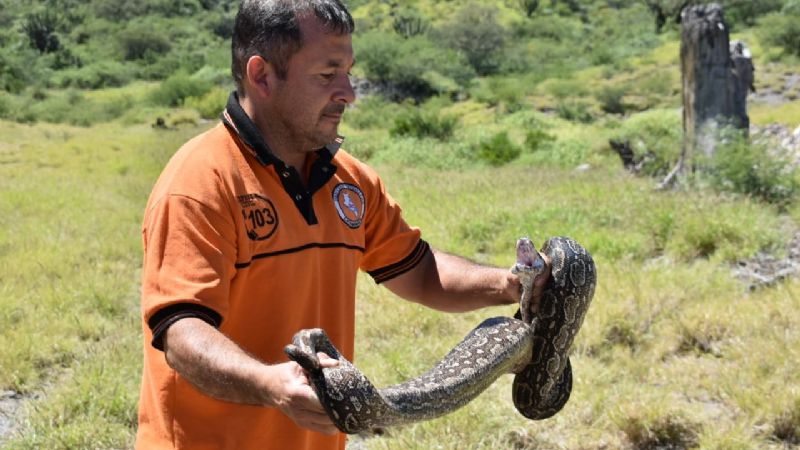 Restituyen a su hábitat a una lampalagua