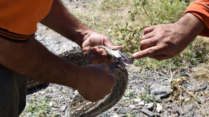 Restituyen a su hábitat a una lampalagua