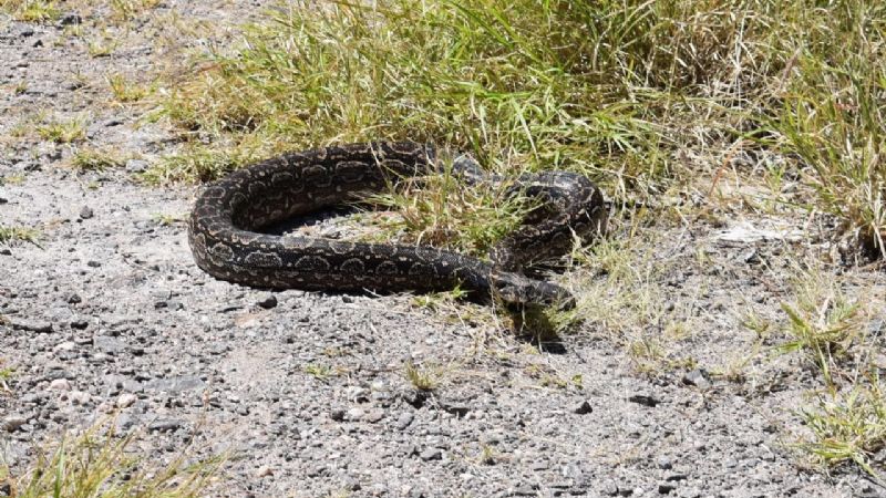 Restituyen a su hábitat a una lampalagua