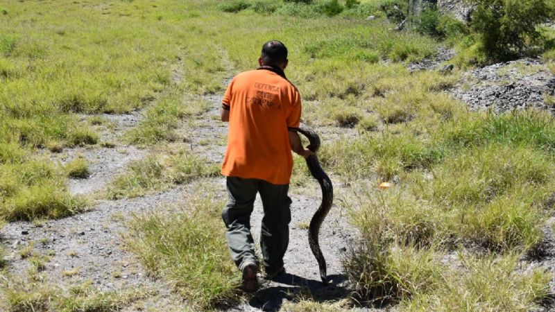 Restituyen a su hábitat a una lampalagua