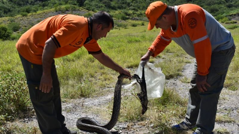 Restituyen a su hábitat a una lampalagua