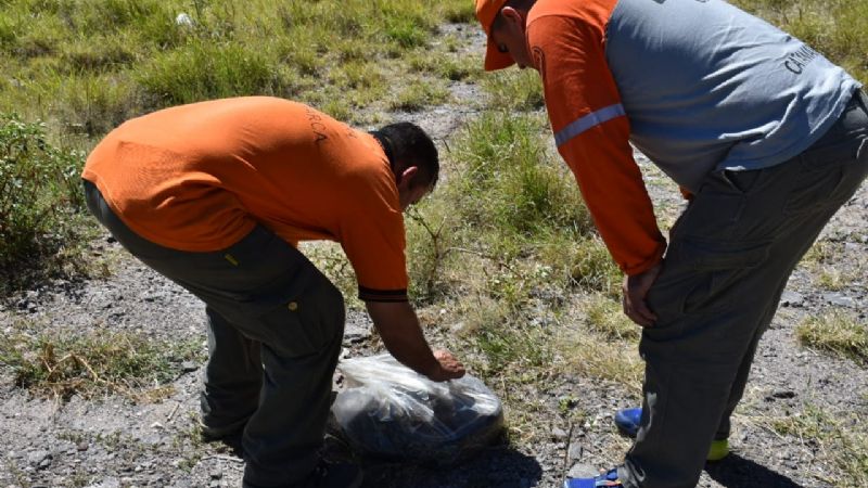 Restituyen a su hábitat a una lampalagua