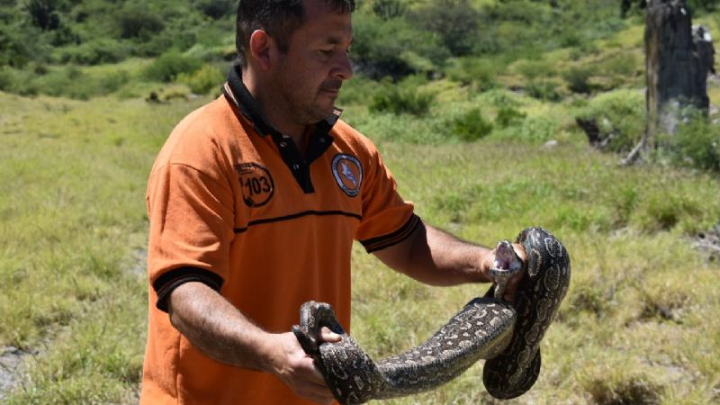 Restituyen a su hábitat a una lampalagua
