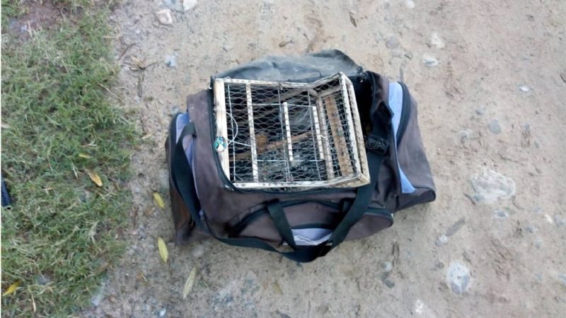 Viajaba en moto con aves canoras y tramperas