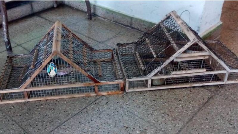 Viajaba en moto con aves canoras y tramperas