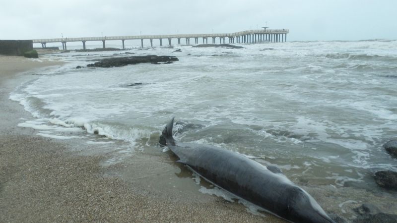 Apareció muerto un raro delfín en la costa de Miramar