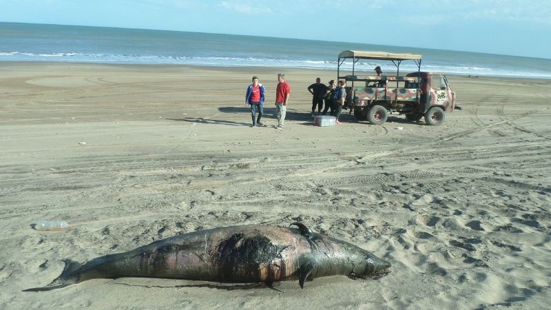 Apareció muerto un raro delfín en la costa de Miramar