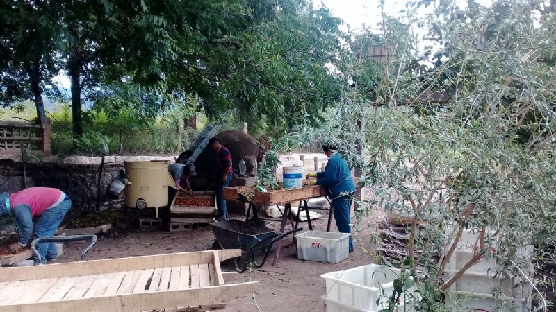 De 72 cosecheros nogaleros, 47 están “en negro”