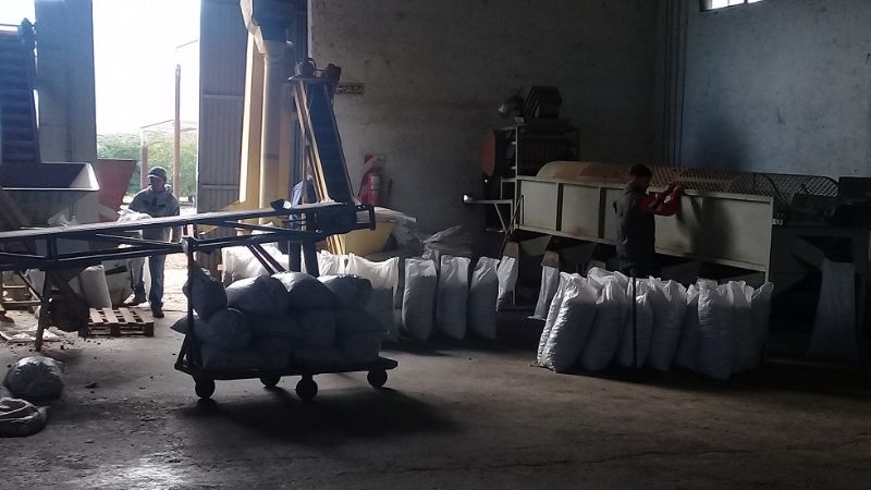 De 72 cosecheros nogaleros, 47 están “en negro”