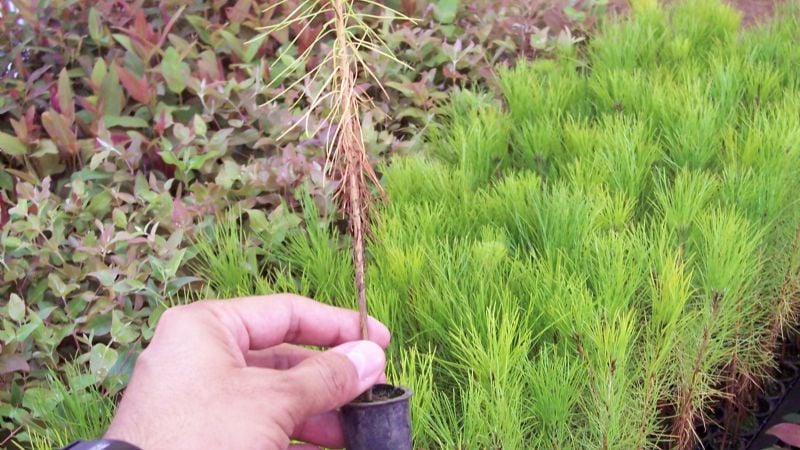 Capacitación sobre producción de plantines hortícolas, frutícolas y forestales