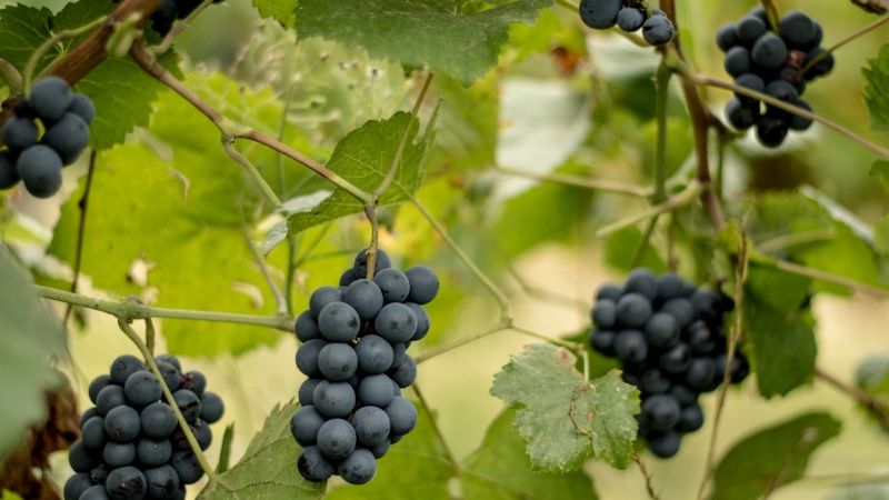 Comienzan a producir vinos para exportación