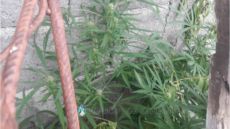 Secuestran droga y un arma de fuego en Alijilán