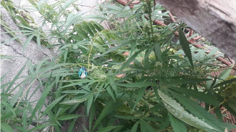 Secuestran droga y un arma de fuego en Alijilán