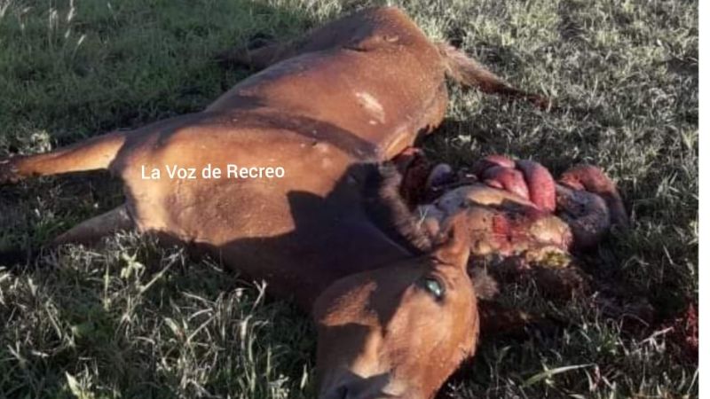 Accidente en la ruta 157, otra vez por animales sueltos