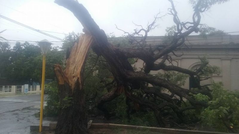 Se cayó una Tipa centenaria en Fray Mameto Esquiú