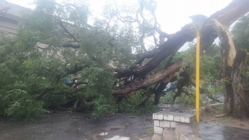 Se cayó una Tipa centenaria en Fray Mameto Esquiú