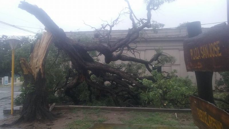 Se cayó una Tipa centenaria en Fray Mameto Esquiú