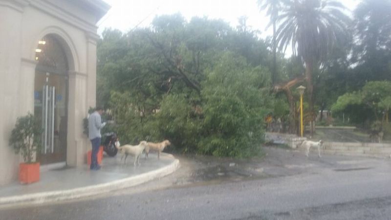 Se cayó una Tipa centenaria en Fray Mameto Esquiú