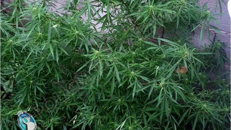 Secuestran una planta de marihuana en una vivienda