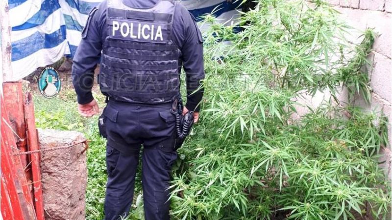 Secuestran una planta de marihuana en una vivienda