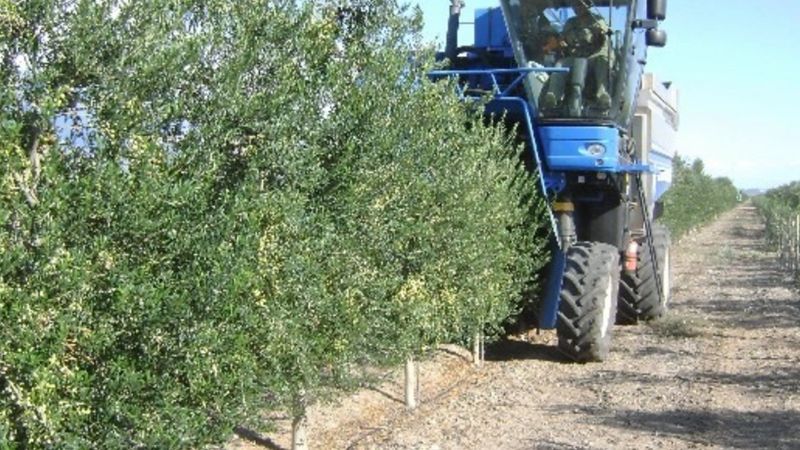La emergencia declarada para el sector olivícola “no es suficiente”