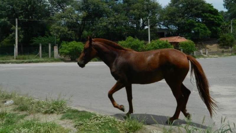 En el sur de la Capital, secuestran animales sueltos