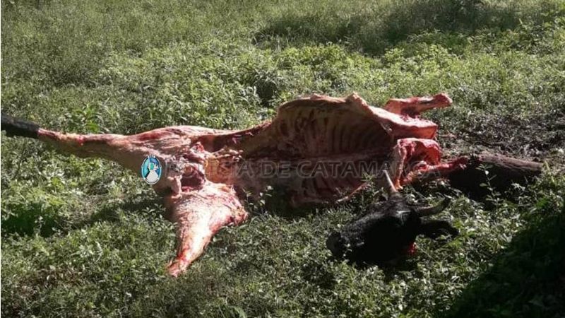 Secuestran dos animales vacunos faenados en El Alto