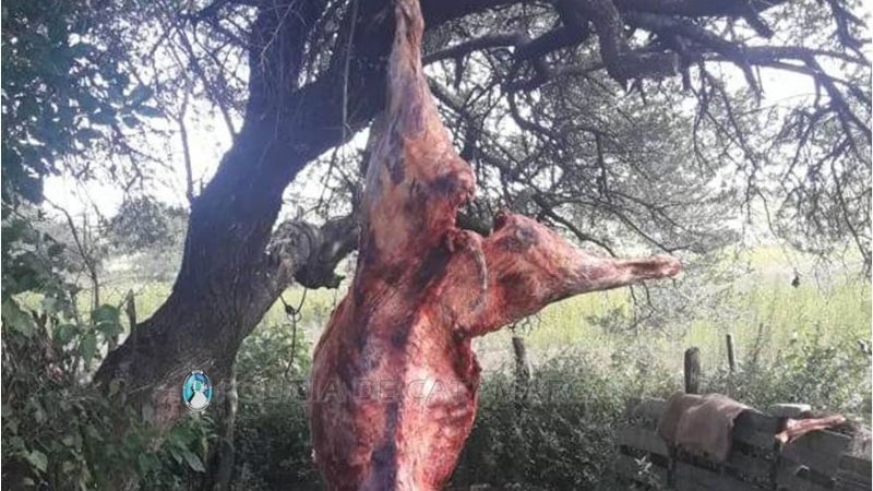 Secuestran dos animales vacunos faenados en El Alto