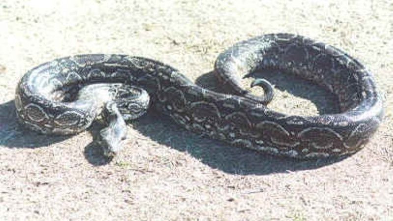 Capturan una lampalagua en el sur de la Capital