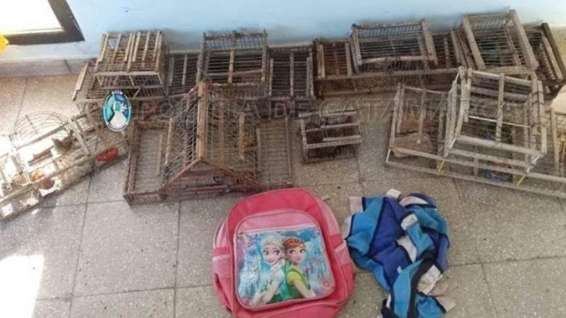 Secuestran tramperas y aves canoras